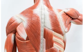 Upper Back Muscles Healthy Back