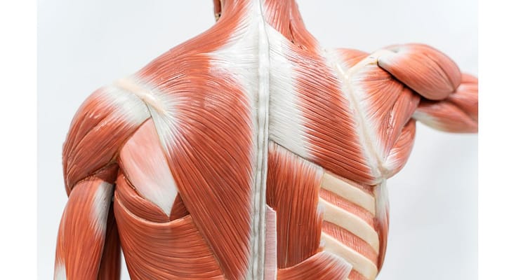 Upper Back Muscles Healthy Back